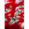 red tomatoes background. top view