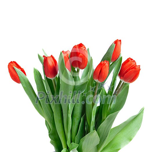 close-up red tulips isolated on white close-up red tulips isolated on white