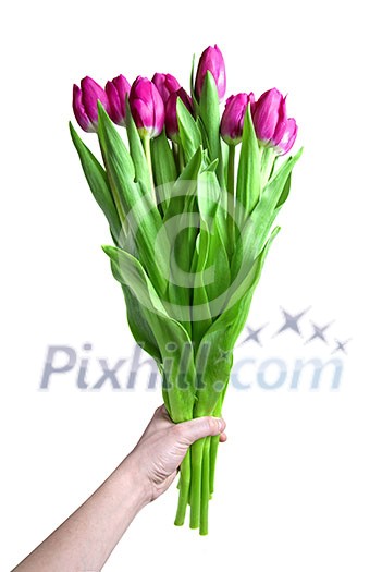Hand with bouquet from pink tulips isolated on white Hand with bouquet from pink tulips isolated on white