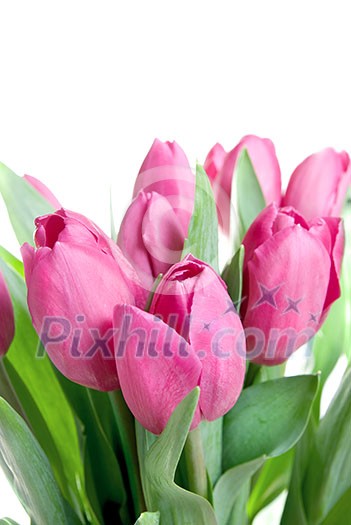 close-up pink tulips isolated on white