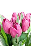 close-up pink tulips isolated on white