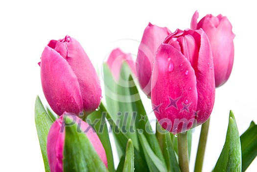close-up pink tulips isolated on white close-up pink tulips isolated on white