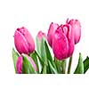 close-up pink tulips isolated on white