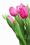 close-up pink tulips isolated on white