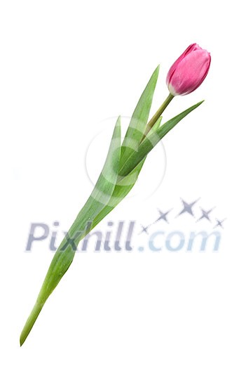 pink tulip isolated on white pink tulip isolated on white