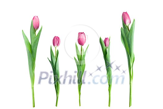 various pink tulips isolated on white various pink tulips isolated on white