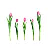 various pink tulips isolated on white