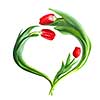 heart from red tulips isolated on white