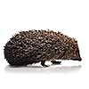 hedgehog isolated on white
