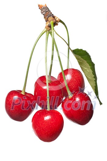 red cherry with leaf isolated on white red cherry with leaf isolated on white
