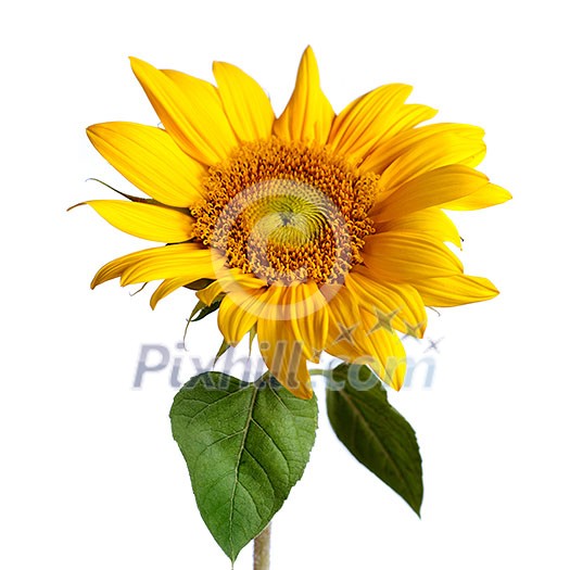 sunflower isolated on white sunflower isolated on white