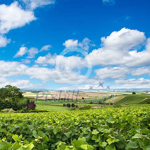 Vineyard landscape, Montagne de Reims, France