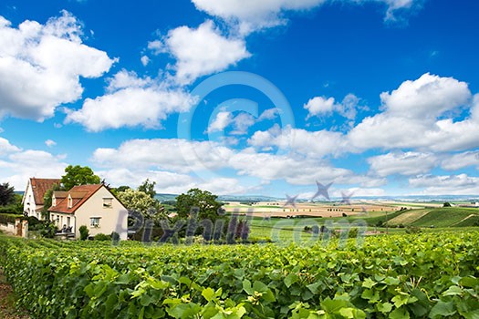Vineyard landscape, Montagne de Reims, France Vineyard landscape, Montagne de Reims, France