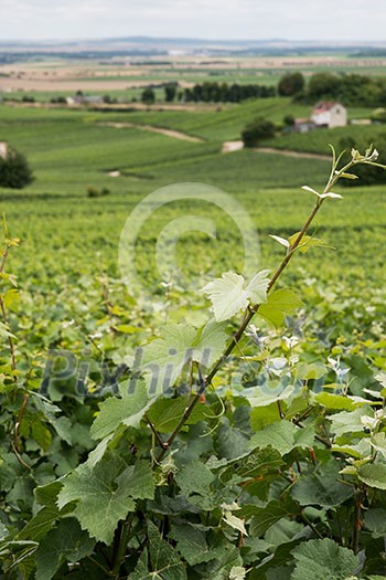 Vineyard landscape, Montagne de Reims, France Vineyard landscape, Montagne de Reims, France