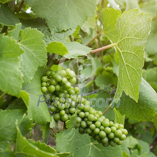 Green grape on vineyard Green grape on vineyard