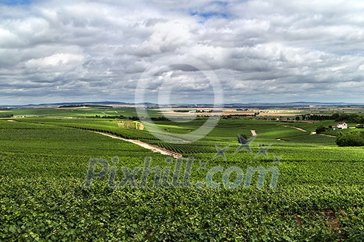Vineyard landscape, Montagne de Reims, France Vineyard landscape, Montagne de Reims, France