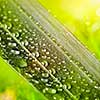 green leaf with water drops on natural sunny background