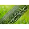 green leaf with water drops on natural sunny background