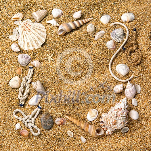frame from various shells on sand frame from various shells on sand