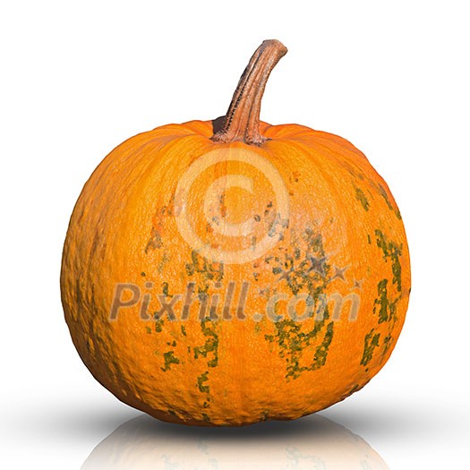 pumpkin isolated on white pumpkin isolated on white
