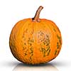 pumpkin isolated on white 