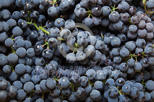 background from blue grape background from blue grape