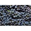 background from blue grape