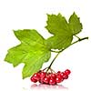 Berries of red Viburnum with leaves isolated on white
