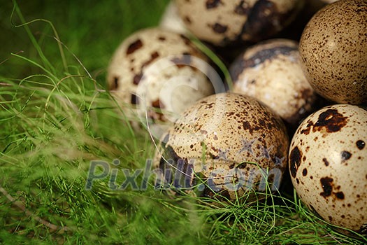 Quail eggs on grass.