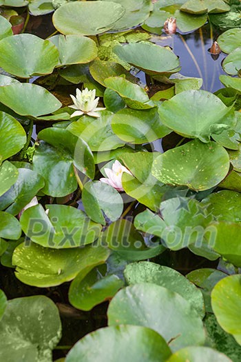 Beautiful white and pink waterlily or lotus flower in pond Beautiful white and pink waterlily or lotus flower in pond