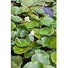 Beautiful white and pink waterlily or lotus flower in pond
