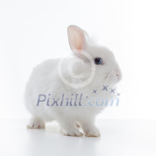 White rabbit isolated on white background White rabbit isolated on white background