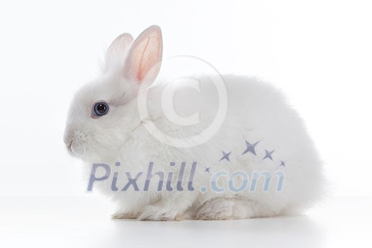 White rabbit isolated on white background White rabbit isolated on white background