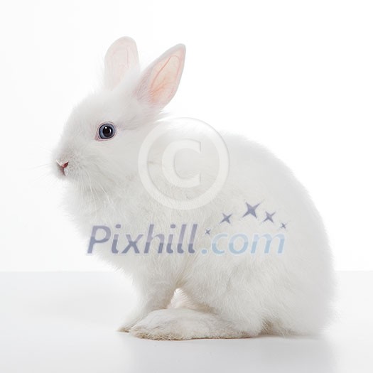 White rabbit isolated on white background White rabbit isolated on white background