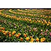 Flowers in Keukenhof park, Netherlands, also known as the Garden of Europe, is the world's largest flower garden.