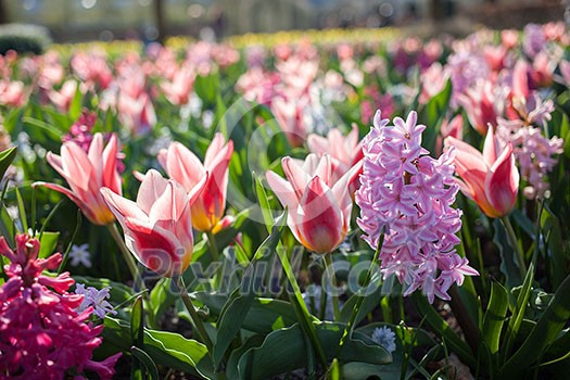 Flowers in Keukenhof park, Netherlands, also known as the Garden of Europe, is the world's largest flower garden. Flowers in Keukenhof park, Netherlands, also known as the Garden of Europe, is the world's largest flower garden.