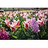 Flowers in Keukenhof park, Netherlands, also known as the Garden of Europe, is the world's largest flower garden.