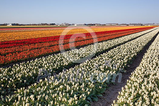 Field of tulips in Netherlands Field of tulips in Netherlands