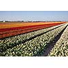 Field of tulips in Netherlands