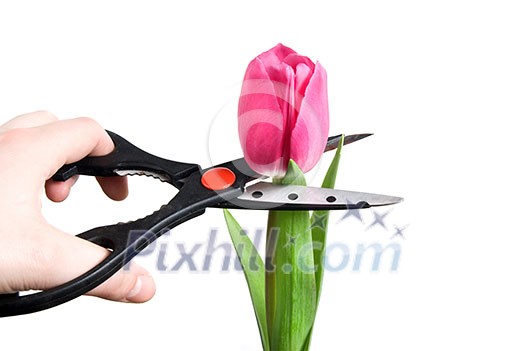 scissors cutting pink tulip isolated on white scissors cutting pink tulip isolated on white