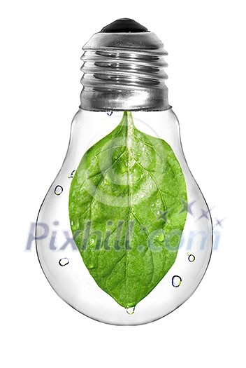 Natural energy concept. Light bulb with green spinach leaf inside isolated on white Natural energy concept. Light bulb with green spinach leaf inside isolated on white