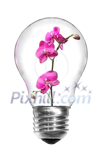 Natural energy concept. Light bulb with pink orchid isolated on white Natural energy concept. Light bulb with pink orchid isolated on white