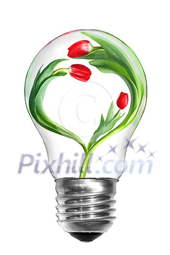 Natural energy concept. Light bulb with tulips with shape of heart isolated on white Natural energy concept. Light bulb with tulips with shape of heart isolated on white