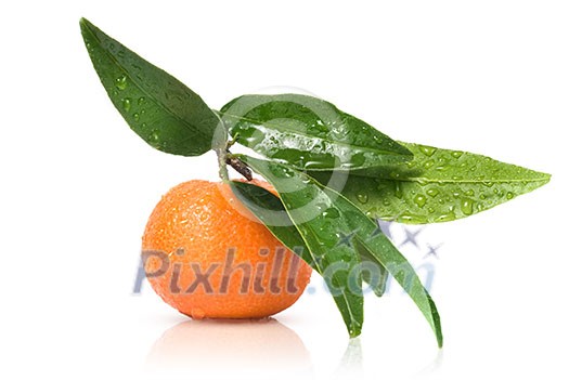 Tangerine with green leaves and water drops isolated on white Tangerine with green leaves and water drops isolated on white