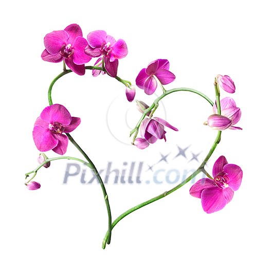 heart from pink orchids isolated on white heart from pink orchids isolated on white