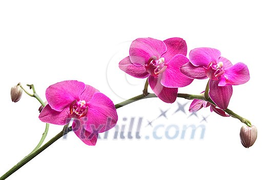 pink orchid isolated on white pink orchid isolated on white