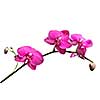 pink orchid isolated on white