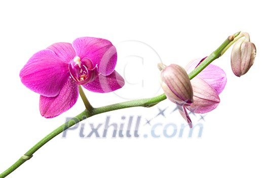 pink orchid branch isolated on white pink orchid branch isolated on white