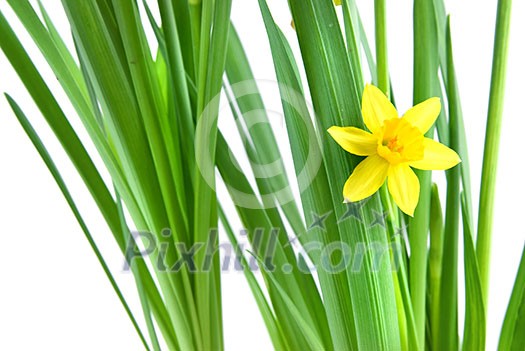 narcissus isolated on white narcissus isolated on white