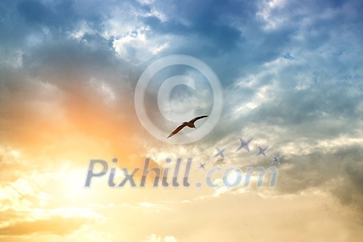 bird and dramatic clouds bird and dramatic clouds